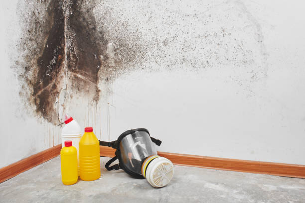 Best Black Mold Removal  in Holiday, FL