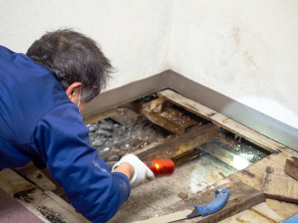 Best Mold Remediation  in Holiday, FL
