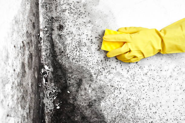 Best Emergency Mold Removal  in Holiday, FL