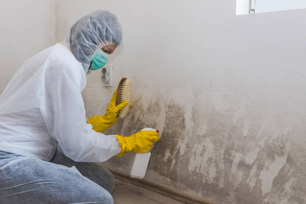 Trusted Holiday, FL Mold Removal Experts