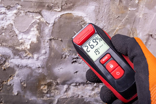 Best Affordable Mold Removal  in Holiday, FL