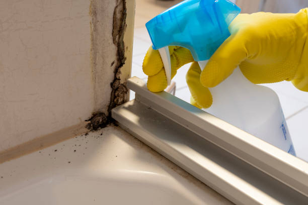 Best Mold Damage Repair  in Holiday, FL