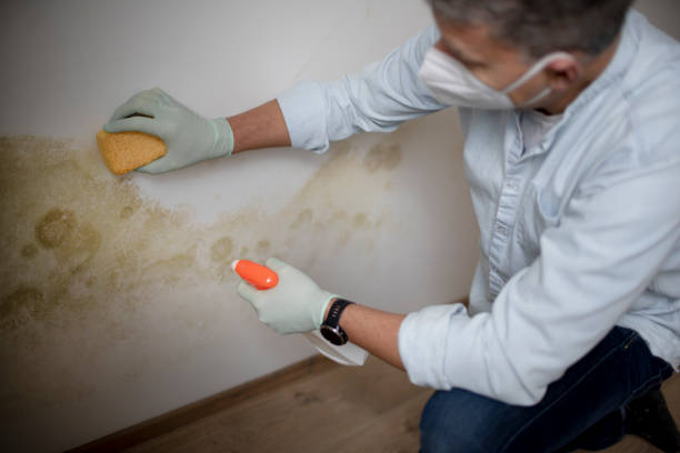 Best Mold Cleaning Services  in Holiday, FL