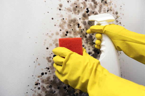 Best Mold Removal Company Near Me  in Holiday, FL
