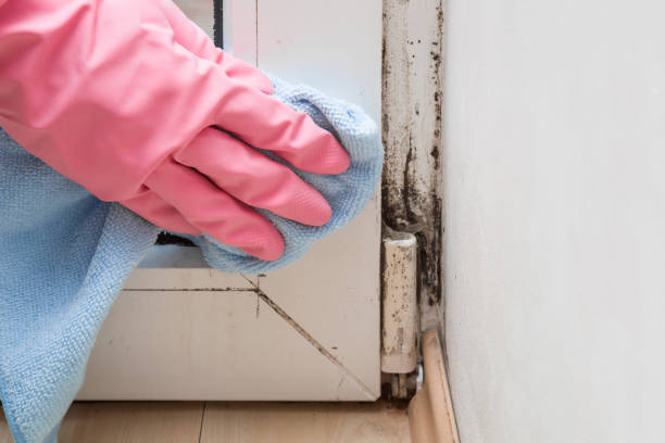 Best Fast Mold Removal  in Holiday, FL